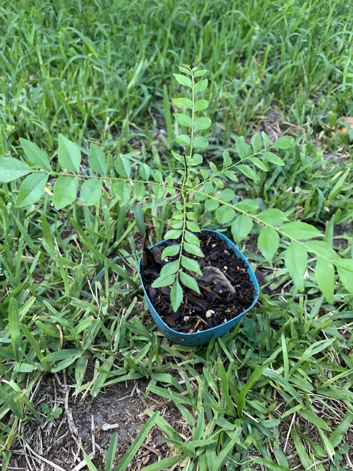 Curry Leaf Plant 10"-12" Murraya koenigii - Fresh Herb for Indian Cuisine, Aromatic Culinary Essential, Potted Plant
