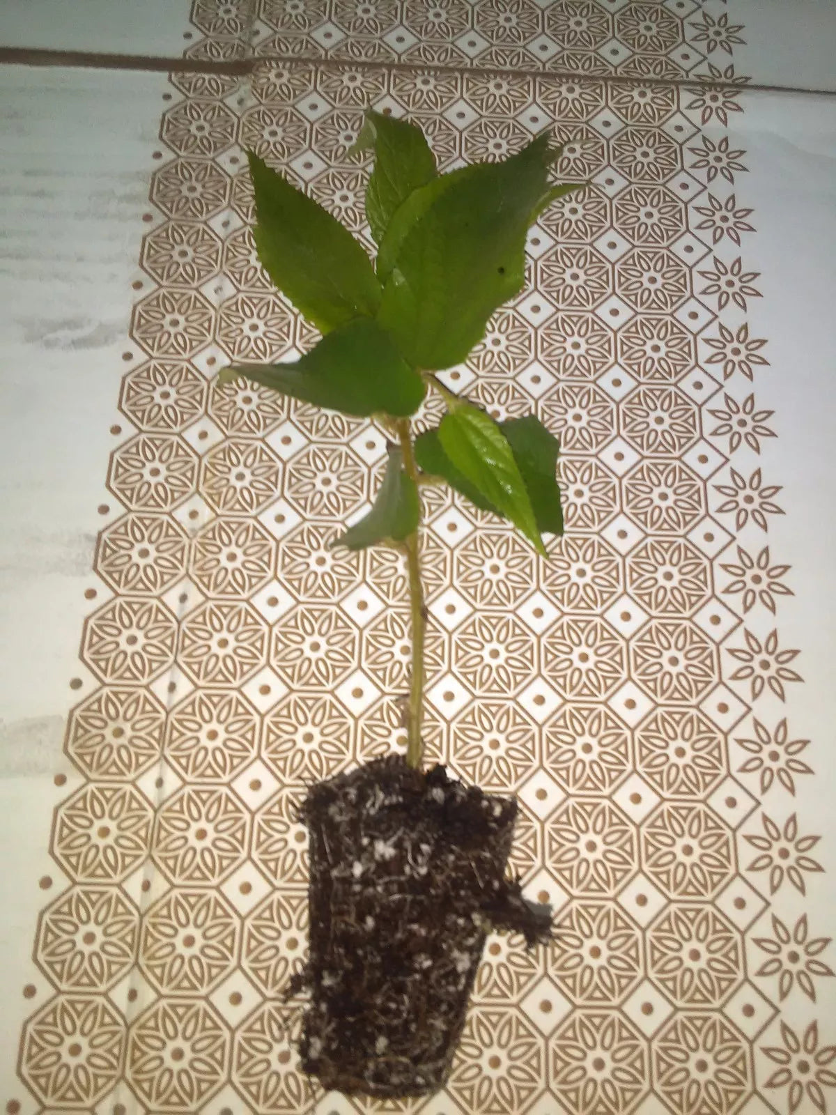 Jamaican Cherry Starter Plant - 2 inch Muntingia calabura - Fast-Growing Strawberry Tree - Sweet Fruit - Easy Care