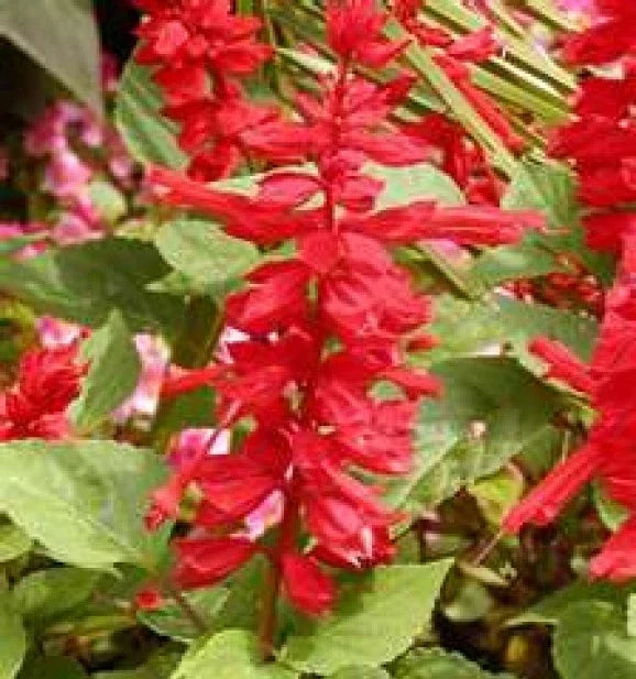 Scarlet Sage Seeds - 50 Fresh Seeds - Vibrant Red Flowers - Salvia splendens - Easy to Grow Annual for Gardens and Containers