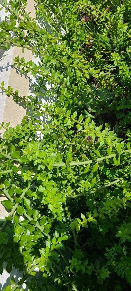 10 Pcs Pereskiopsis Cuttings - 6-Inch Spathula Grafting Cacti - Succulent Cuttings for Propagation - Pereskiopsis spp.