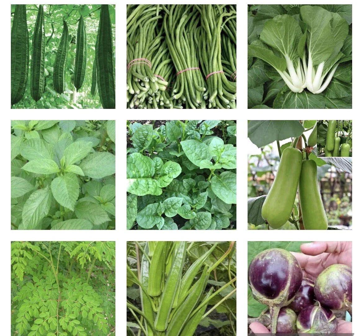 Asian Vegetable Seeds Bundle - 20 Packets Non-GMO Organic Seeds for Home Gardening - Various Varieties for Fresh Produce