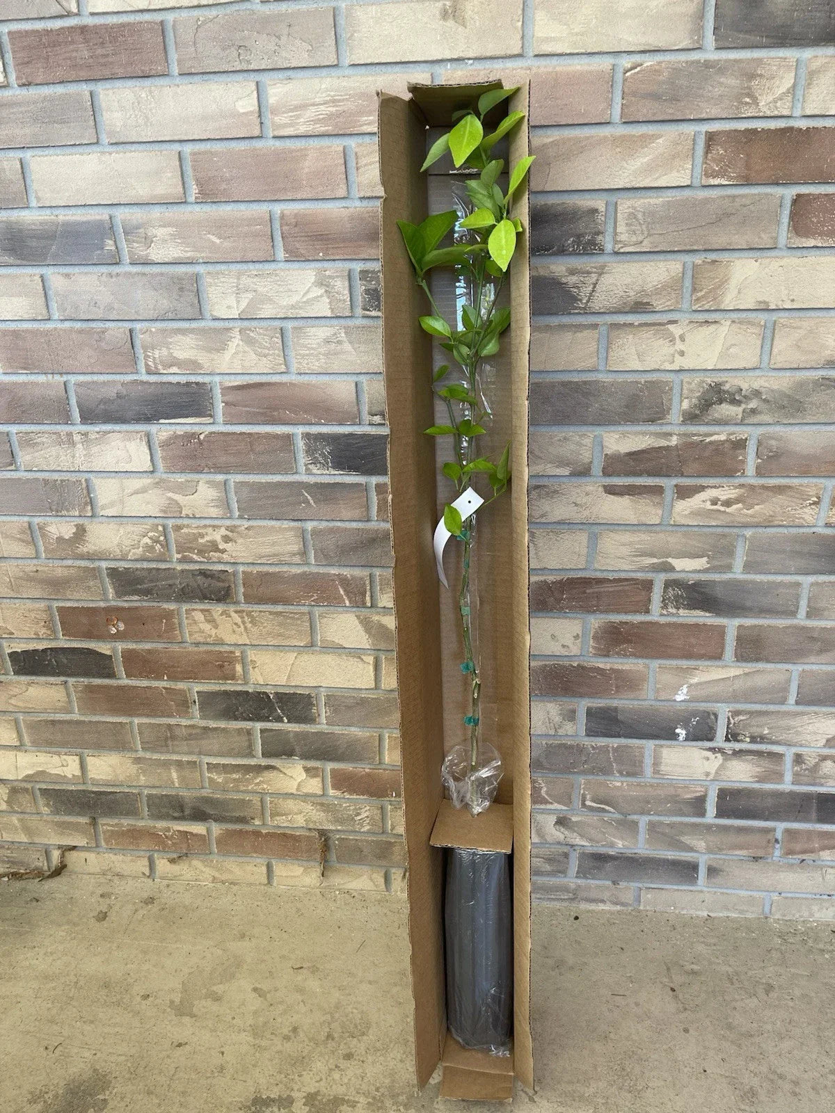 Sweet Valencia Citrus Tree 4 Ft Budded in Pot - Citrus sinensis - Healthy Roots for Juicy Oranges - Perfect for Patios