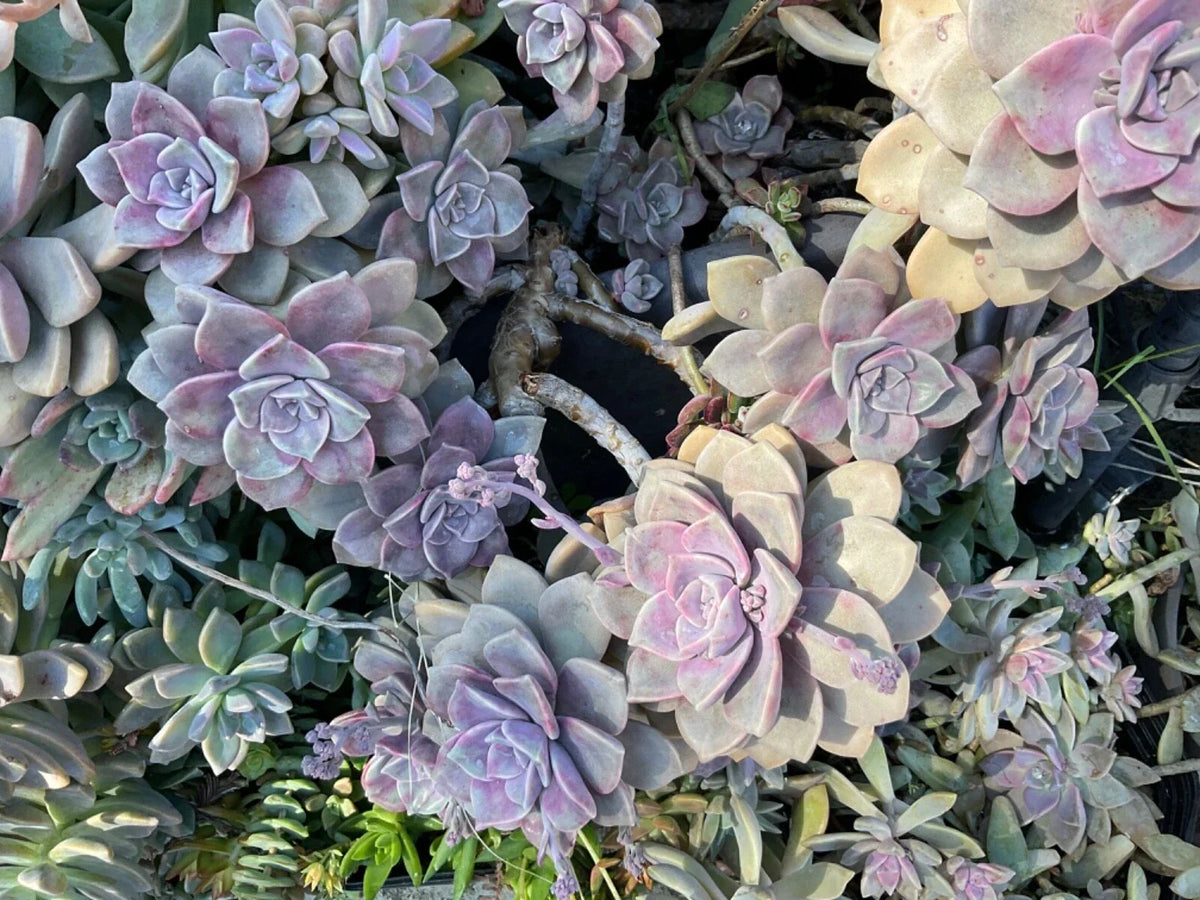 Graptopetalum Purple Delight Succulent - 4" Pot, Rare Purple Houseplant, Easy Care - Graptopetalum paraguayense