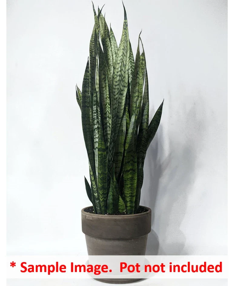 16 Uprooted Snake Plant Cuttings 6-12" Sansevieria Zeylanica - Indoor Air-Purifying Houseplant Greenery
