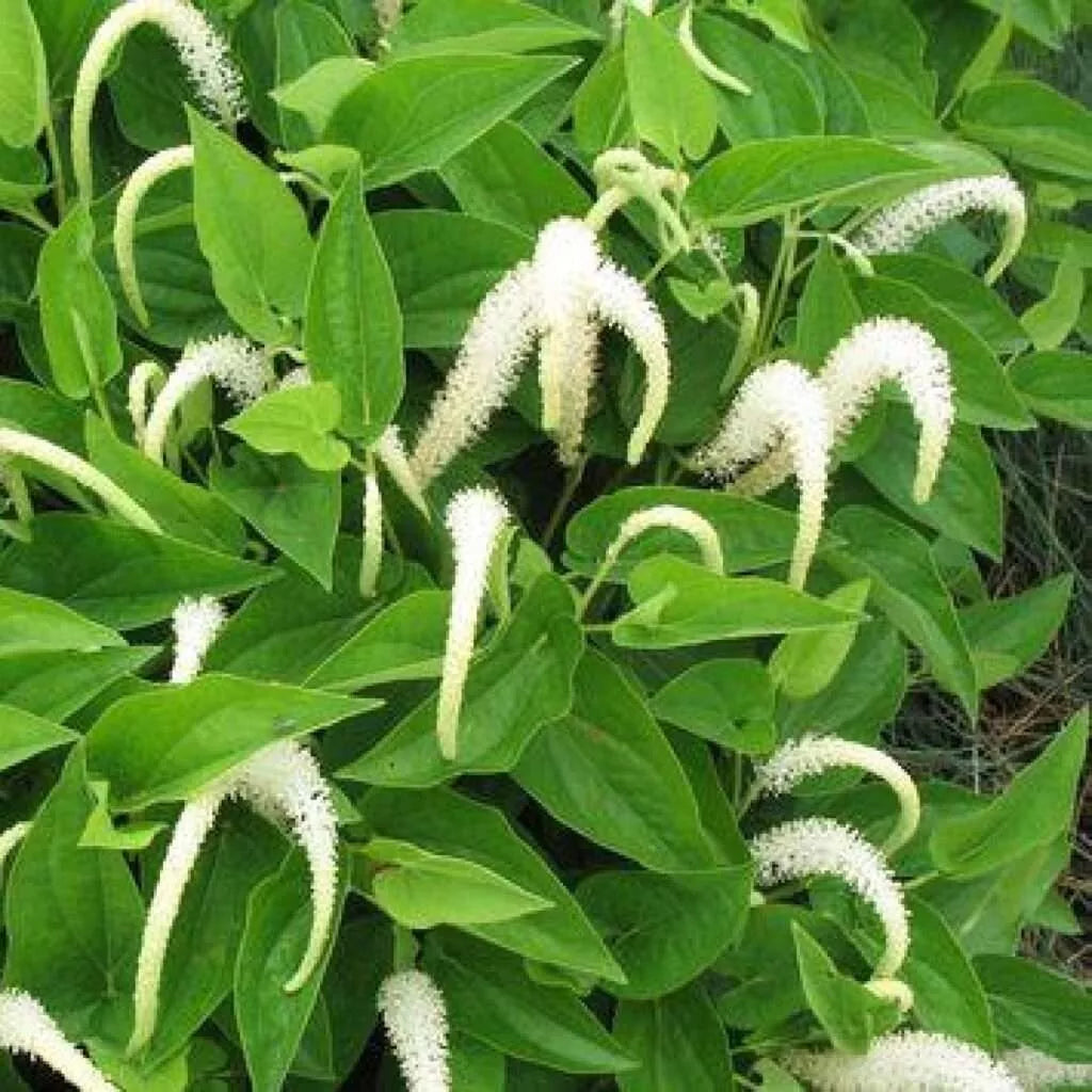 Lizard's Tail Plants - 5 Bareroot Saururus cernuus - Winter Hardy Aquatic Marginal Plant for Water Gardens