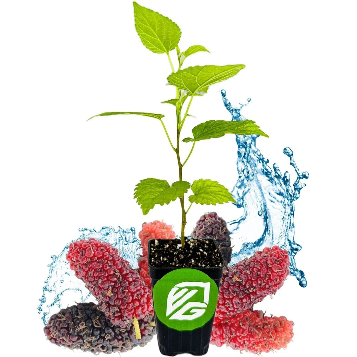 Dwarf Black Mulberry Tree Live Plant - 3-Inch Pot - Morus nigra - Everbearing, Compact, Sweet Fruits for Small Gardens
