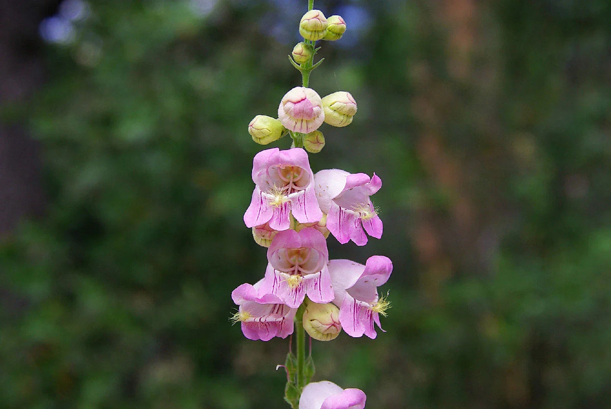 120 Seeds Penstemon Palmer Pink Perennial Flower Seeds, Penstemon palmeri, Attracts Pollinators, Easy to Grow