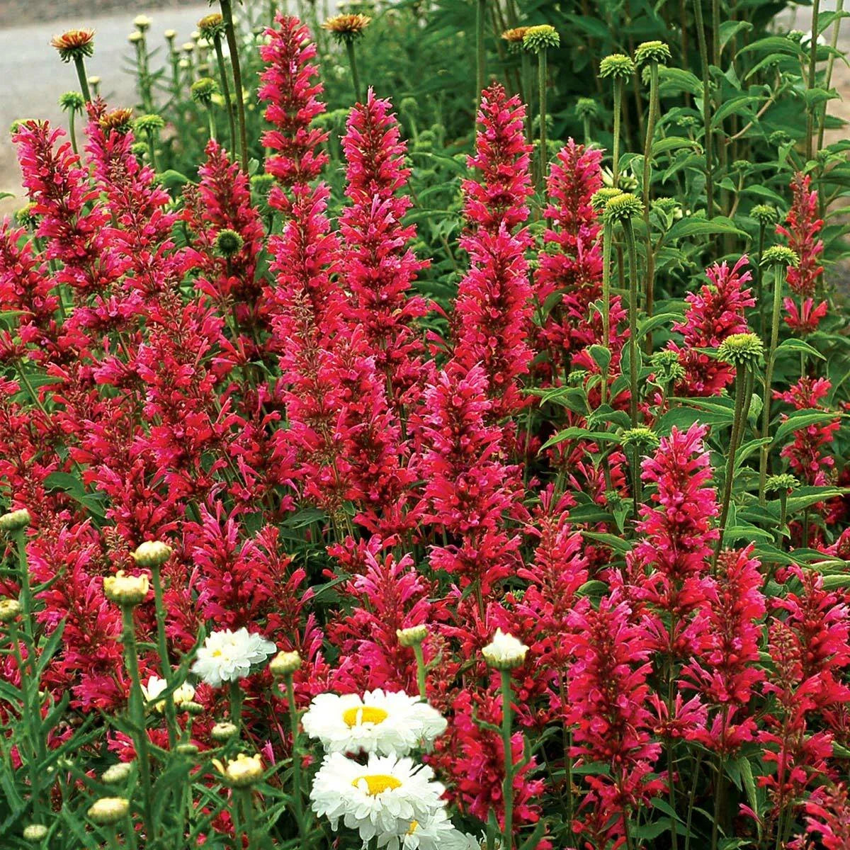 Raspberry Hyssop Seeds - 100 Perennial Flower Seeds - Purple Agastache rugosa - Attracts Pollinators, Easy to Grow