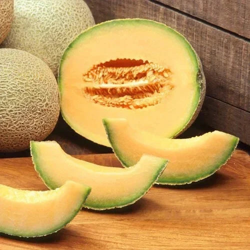 Cantaloupe Seeds Packet - Edisto 47 Heirloom Non-GMO - Cucumis melo - Sweet Melons for Home Gardening