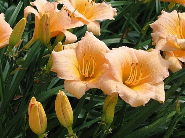 Mini Pearl Daylily Bare Root Plant - Melon Pink Blooms - Hemerocallis - Herbaceous Perennial for Zones 3-9