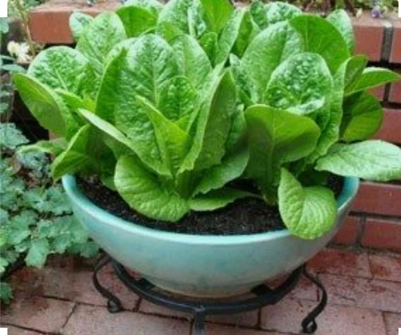 Romaine Lettuce Seeds - 1000 Count - Organic Non-GMO Open Pollinated - Lactuca sativa - Perfect for Home Gardening