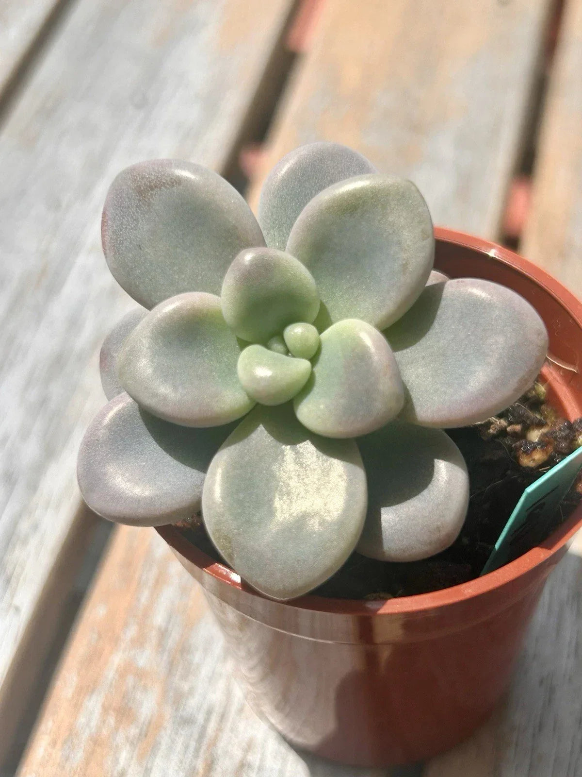 Live Succulent Plant | 2-Inch Baby Graptopetalum Lavender Pebbles | Fully Rooted | Graptopetalum paraguayense