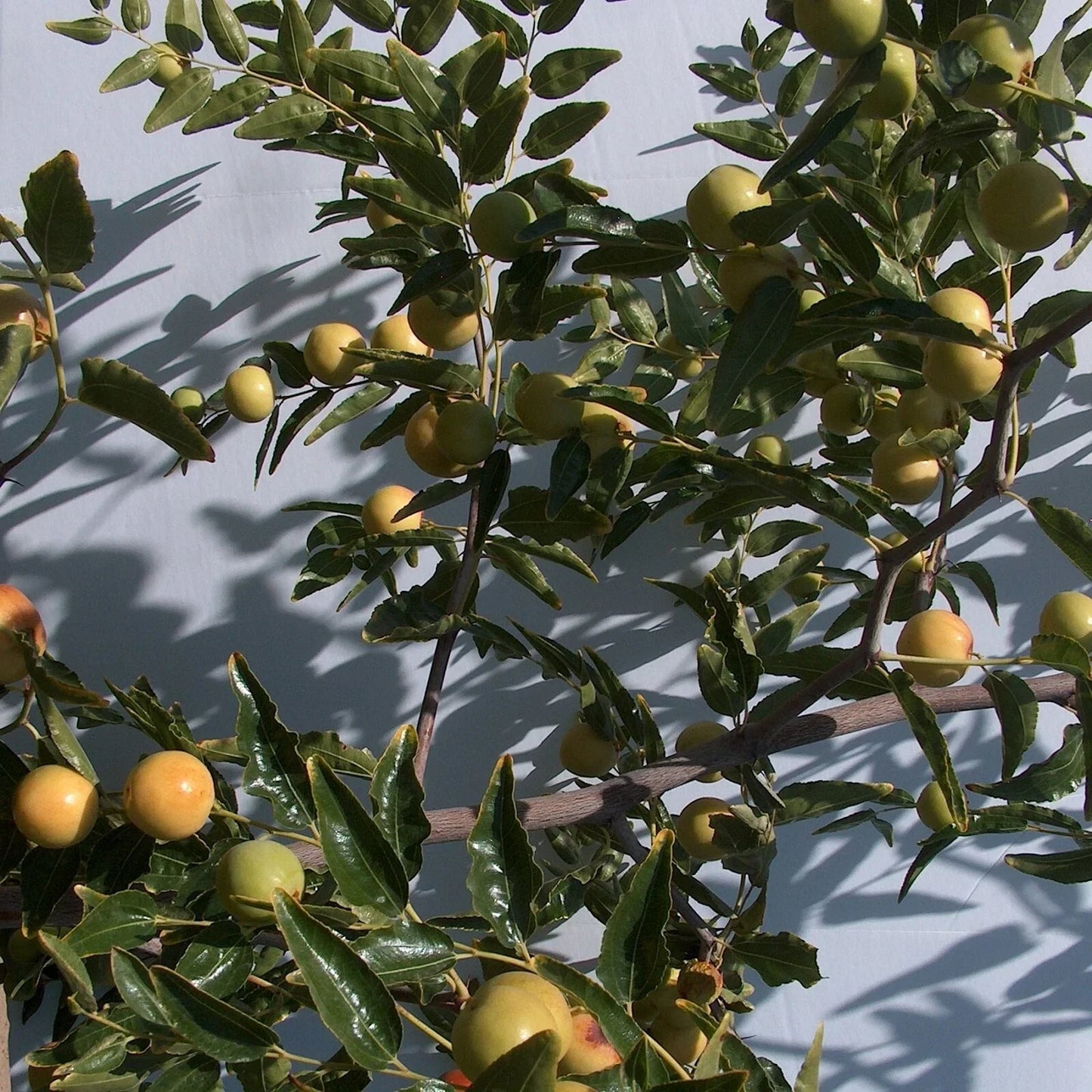 Honey Jar Jujube Tree Scion Wood 8" Thin Cutting for Propagation (Ziziphus jujuba) - No-Root Graft for Home Gardening