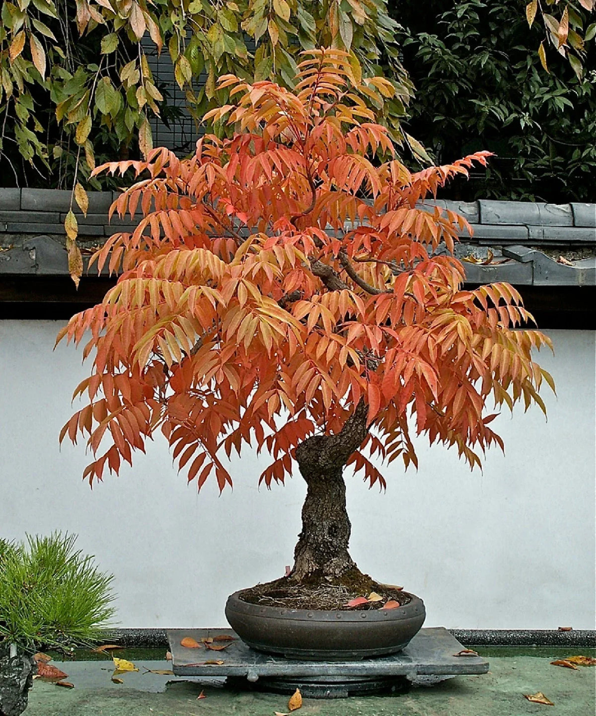 Dwarf Flameleaf Sumac Seeds - 30+ Vibrant Ornamental Seeds - Rhus copallinum - Drought-Tolerant, Attracts Pollinators