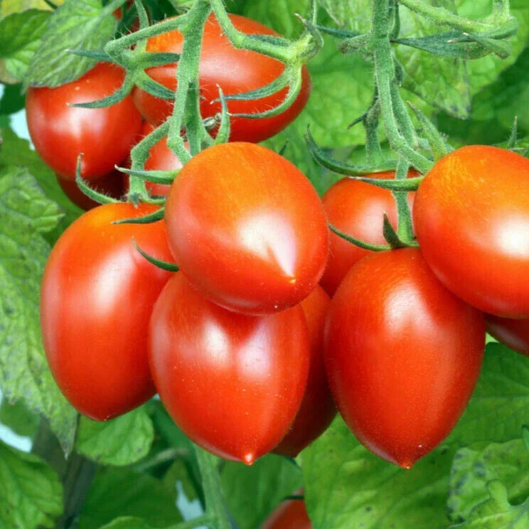 Roma Tomato Seeds - Heirloom Italian Plum Amish Paste - Solanum lycopersicum 'Roma' - Non-GMO Vegetable Seeds for 2024