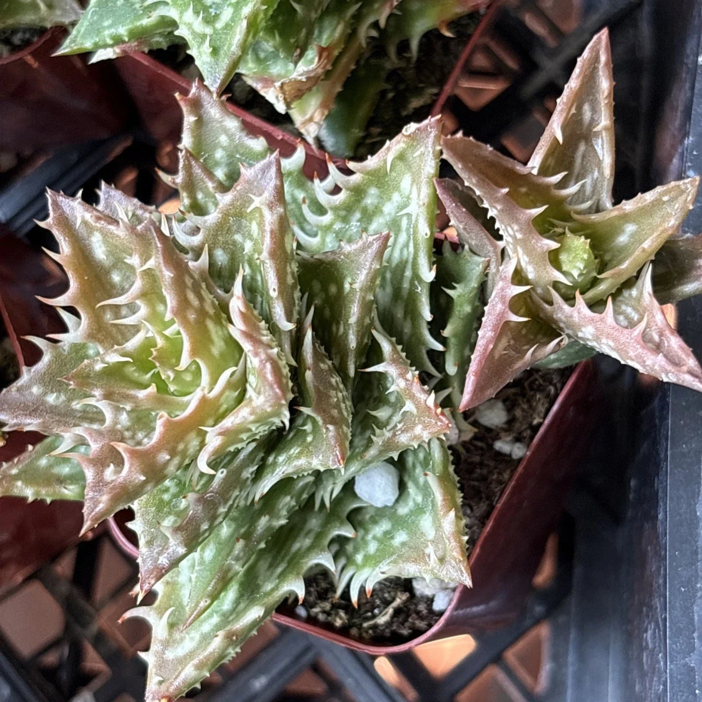 Aloe Plant 2" Pot Hybrid Variety 'Crosby's Prolific' Well Rooted Succulent Aloe hybrid cv. 'Crosby's Prolific' Rare Houseplant