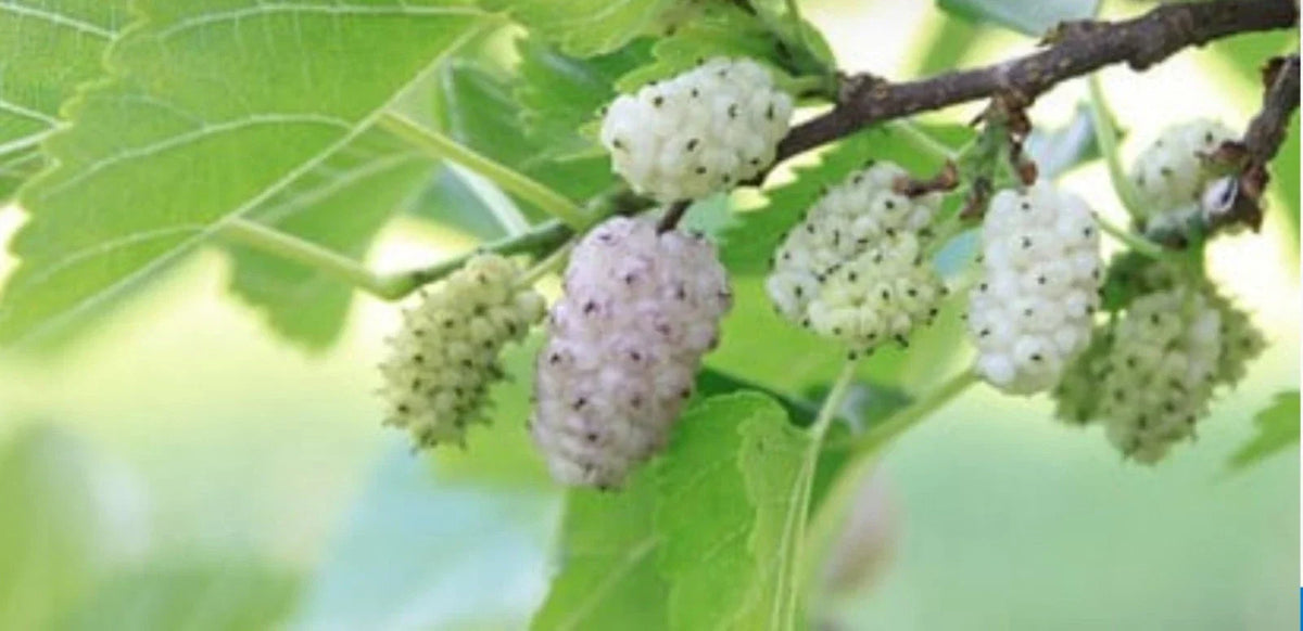 White Mulberry Cuttings 6-8" Organic Morus alba Cold Hardy Sweet Berries - 10 Pack