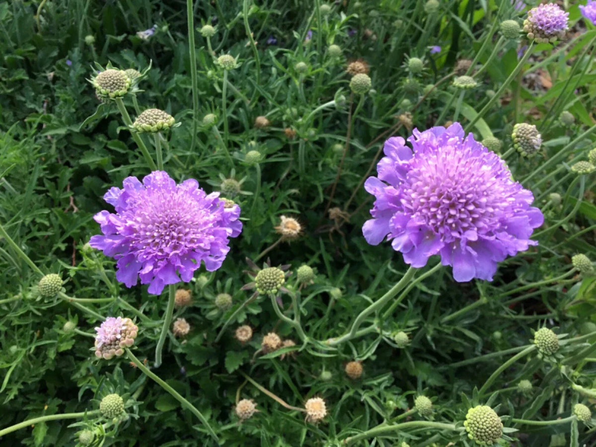 Scabiosa Seeds - Violet & White Mix - Pincushion Flower - Scabiosa atropurpurea - Flowering Garden Seeds