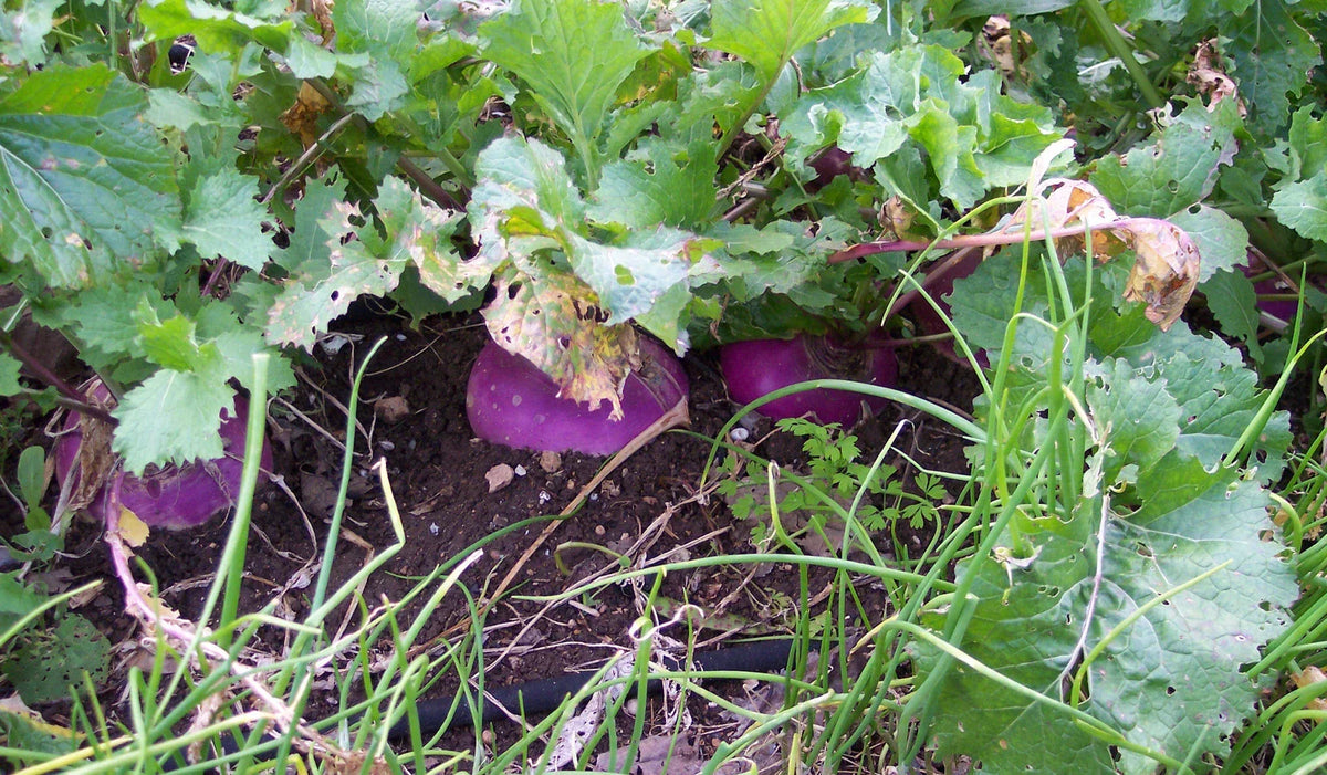 Organic Heirloom Turnip Seeds - Purple Top White Globe - 50+ Non-GMO Seeds - Brassica rapa subsp. rapa for Home Gardening