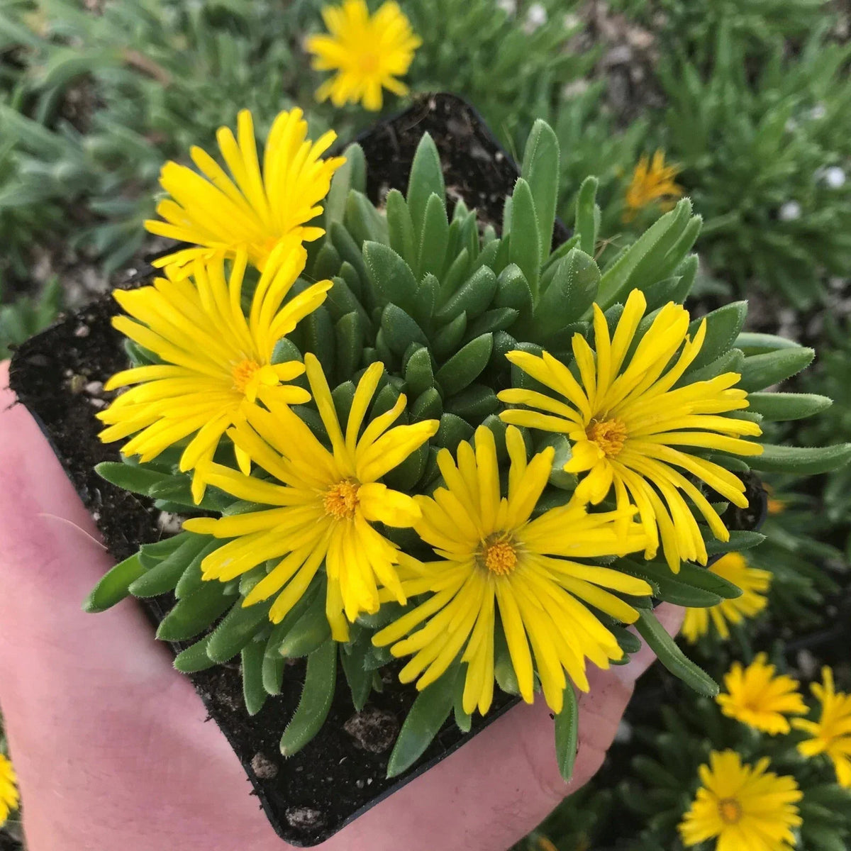 Yellow Ice Plant Live - 1 Pot Clump - Vibrant Succulent Ground Cover - Delosperma cooperi - Drought-Tolerant, Full Sun