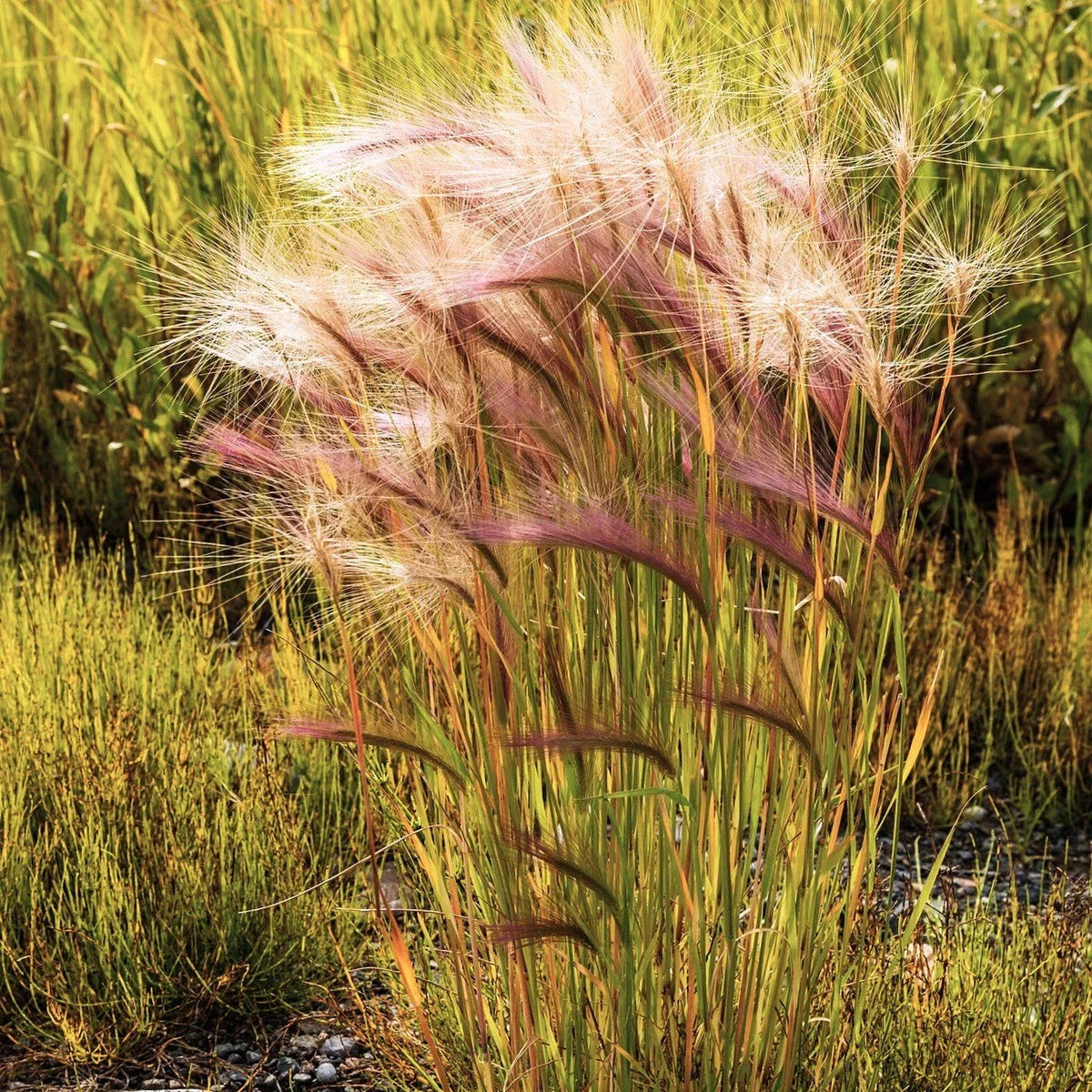 Squirrel Tail Grass Seeds - 500 Count - Hordeum jubatum - Native Foxtail Barley for Landscapes - Erosion Control & Wildlife Attraction