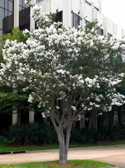 Live Crepe Myrtle Starter Plants 6" Snow White Flowers Lagerstroemia indica Fast Growing Bare Root Shrubs