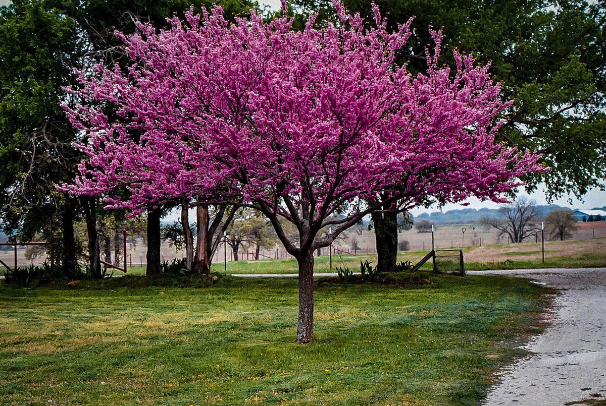 Redbud Tree Bare Root Set of 2 | Cercis canadensis | Pink Spring Blooms | Heart-Shaped Leaves | Deciduous Garden Plants