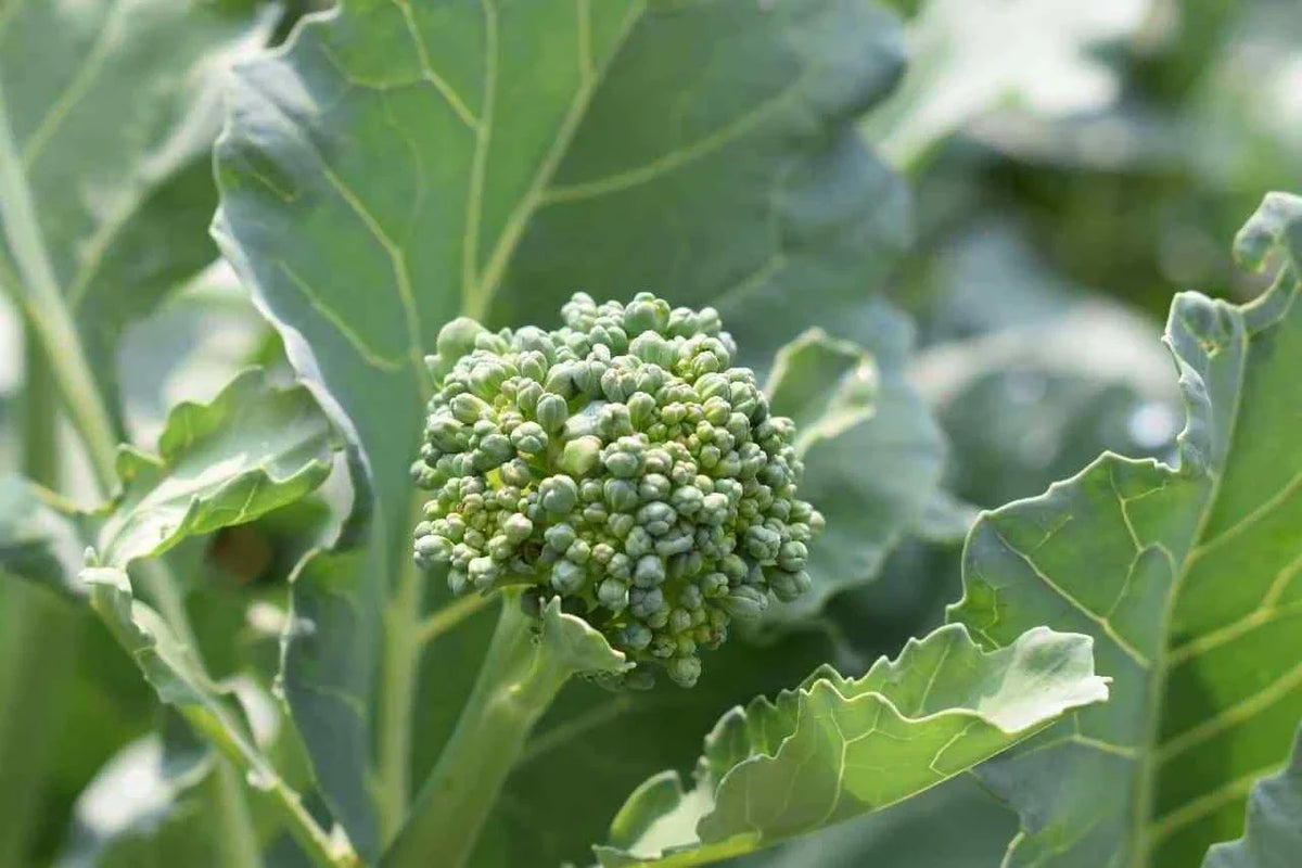 Broccoli Raab Seeds - Early Spring Rapini, Non-GMO, Compact Growth, Brassica rapa var. ruvo - Fast-Growing Garden Seeds