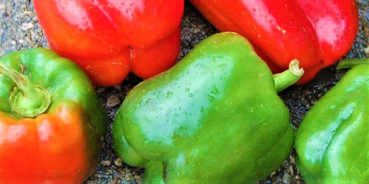 California Wonder Pepper Seeds - 100+ Non-GMO Sweet Bell Peppers - Capsicum annuum - Ideal for Home Gardening