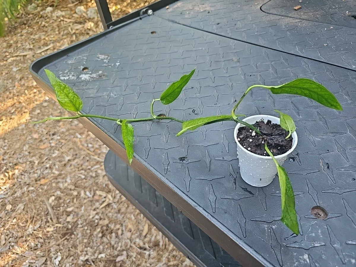 Skeleton Key Pothos Plant - Fully Rooted Indoor Houseplant - Unique Leaf Shape - Epipremnum Pinnatum - Tropical Green Foliage