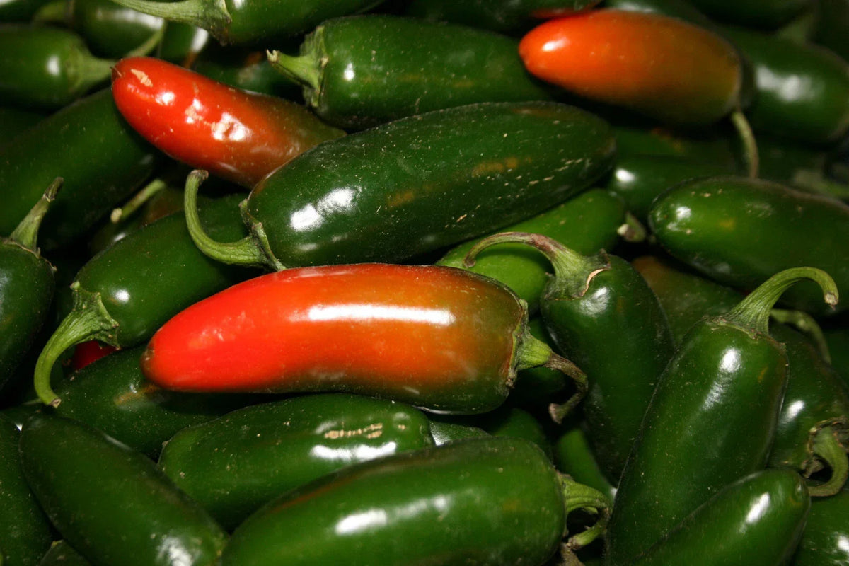 Hot Pepper Seeds - 4oz Sealed Bag - Early Jalapeno - Capsicum annuum - Perfect for Salsas & Grilling