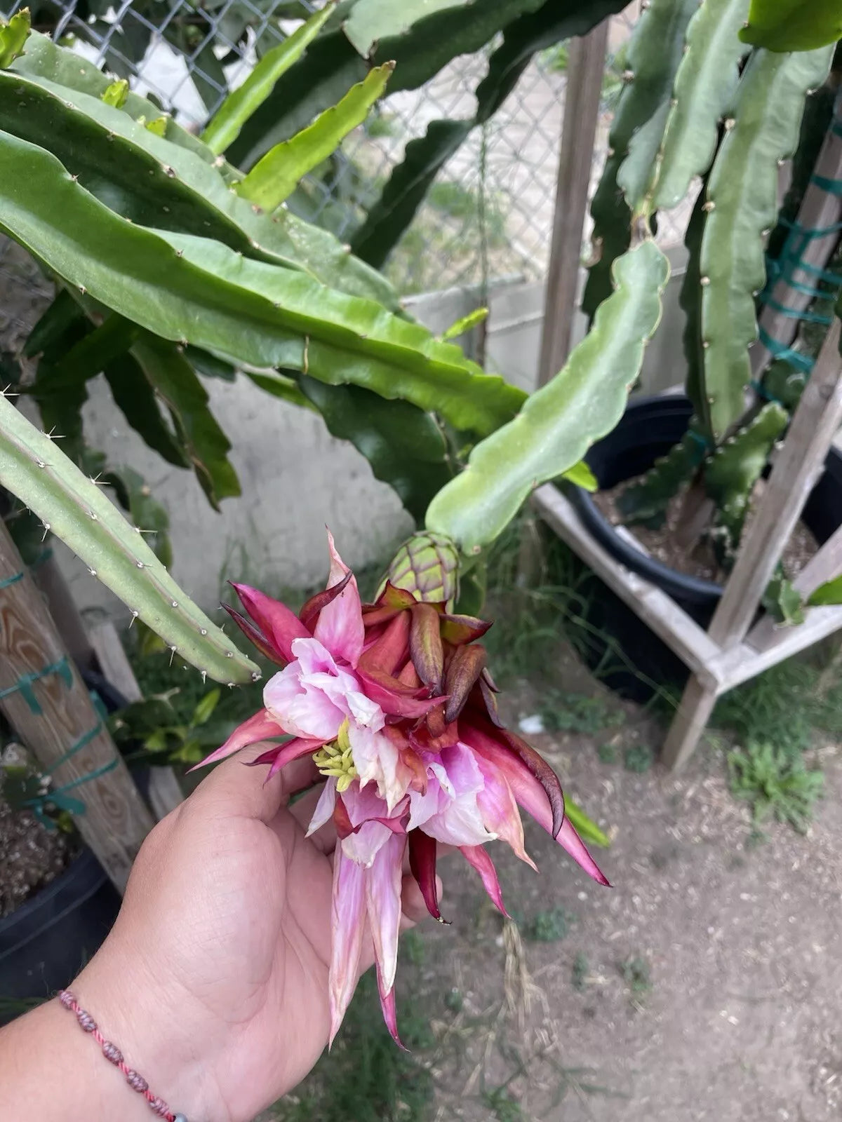 Mature Cuttings 12-17 Inch ASUNTA 5 Variety for Propagation - Ideal for Gardening (Scientific Name: [Insert Here])
