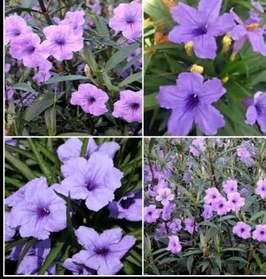 Purple Mexican Petunia Live Plant Plugs - 5 Count - Ruellia Simplex - Vibrant Purple Blooms for Garden or Container