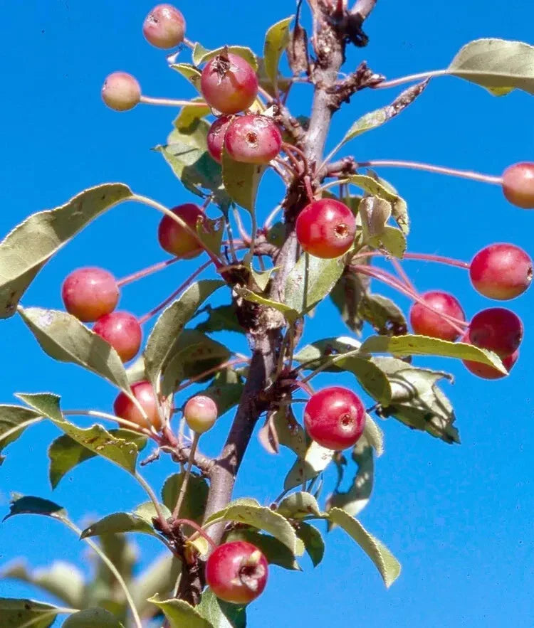 Adirondack Crabapple Seeds - 25+ Pack - Malus coronaria - USA Grown for Garden Planting, Attracts Wildlife