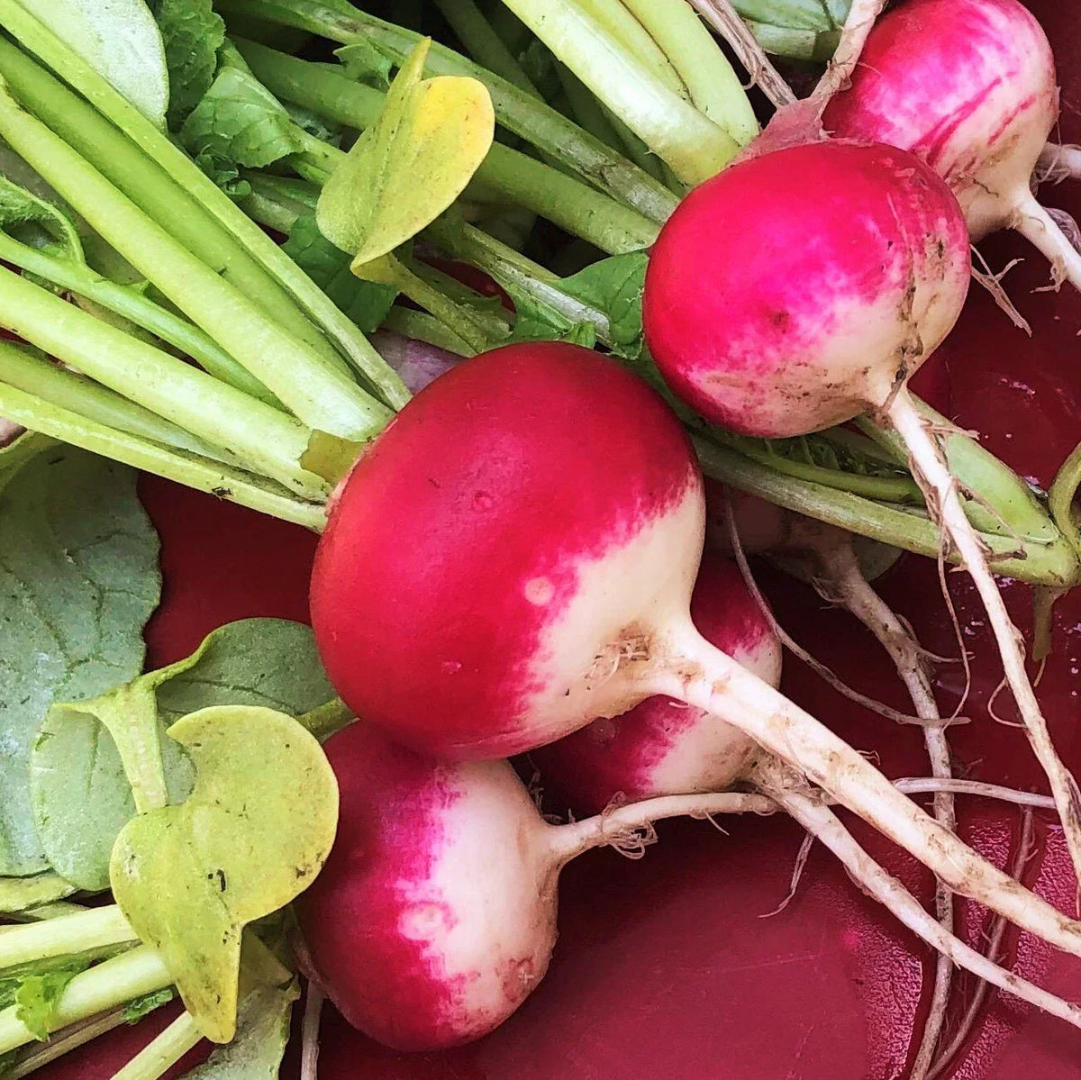 Sparkler Radish Seeds - Red White Globe Variety - Raphanus sativus - Non-GMO Heirloom - 200 Seeds for Garden or Container