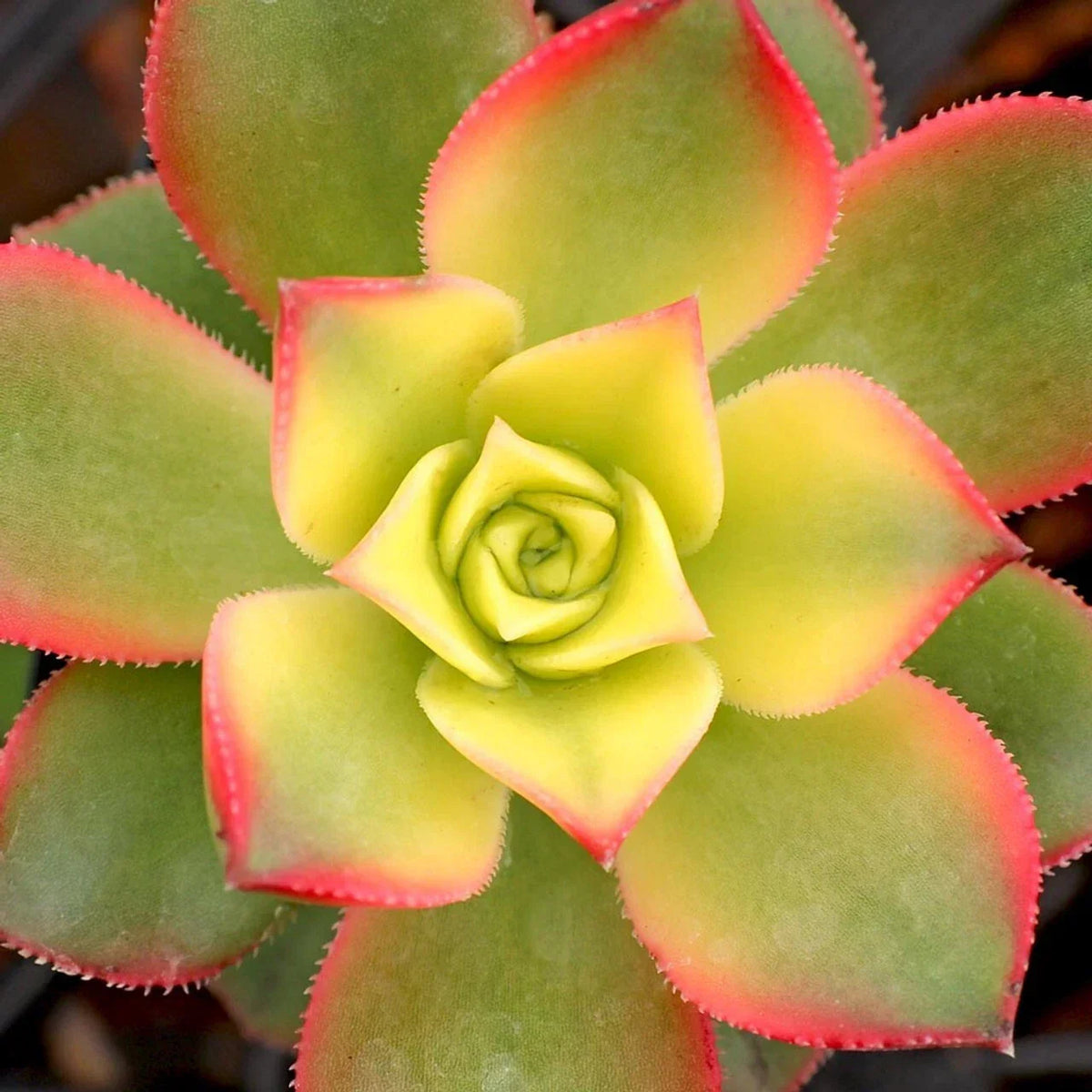 Aeonium Kiwi 2" Potted Plant - Variegated Succulent - Unique Rosette - Aeonium 'Kiwi' - Ideal Houseplant for Indoor Garden