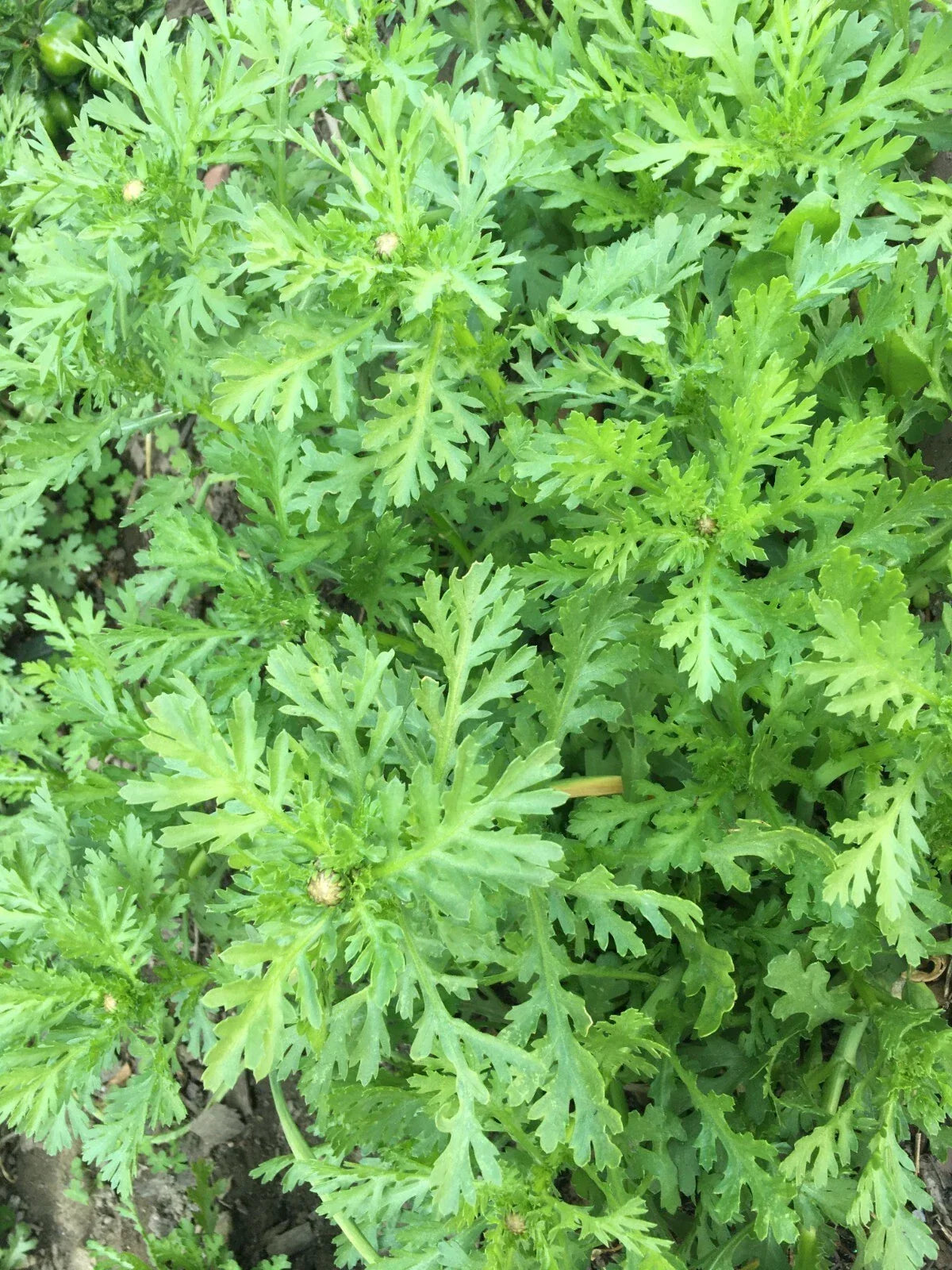 Tong Ho Choy Seeds - 200+ Edible Chrysanthemum Seeds, Shungiku, Serrated Leaf, Chrysanthemum coronarium, Home Gardening