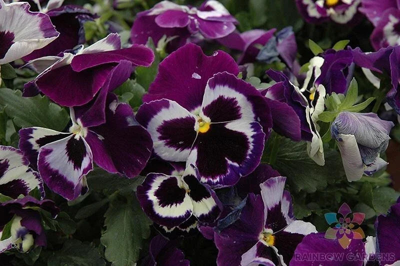Pansy Seeds - 200+ Seeds - Viva La Violet - Viola tricolor var. hortensis - USA Grown - Easy to Grow Garden Flowers