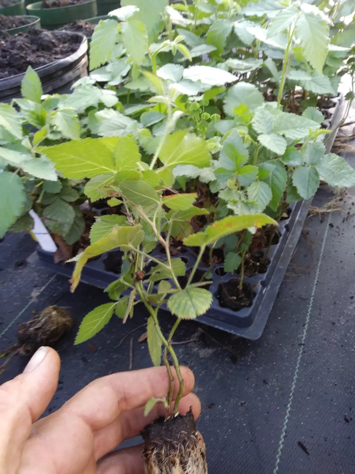 Thornless Blackberry Plant 1 Gallon "Arapaho" Non-GMO Pesticide-Free Rubus fruticosus - Compact, Sweet Fruit for Gardens