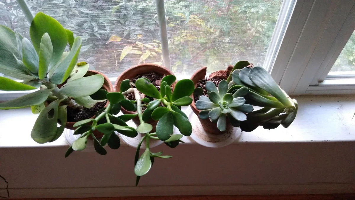 Succulent Cuttings Mix - 10 Assorted Varieties - Ideal for Planting & Arrangements - Various Species