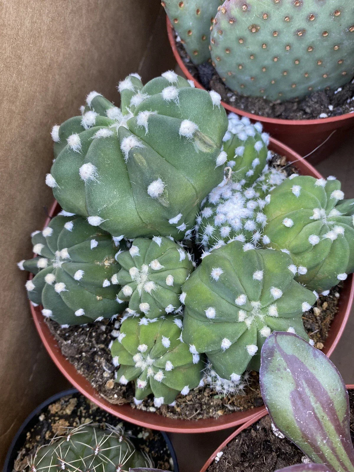 Echinopsis "Domino" Cactus Cluster Plant - 6 Inch Pot, Variegated Green & White Succulent, Echinopsis spp.