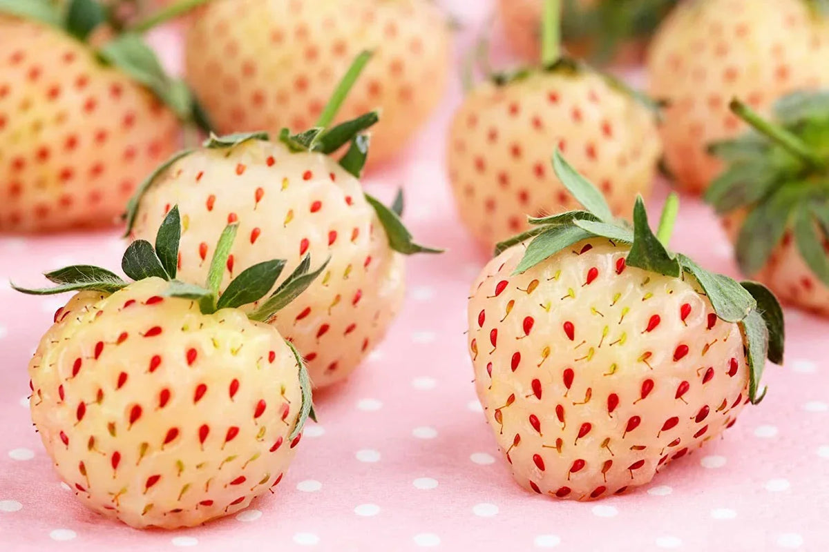 500 White Strawberry Seeds, Pineberry Variety, Non-GMO, Fragaria × ananassa, Grown in USA, Ships from Iowa