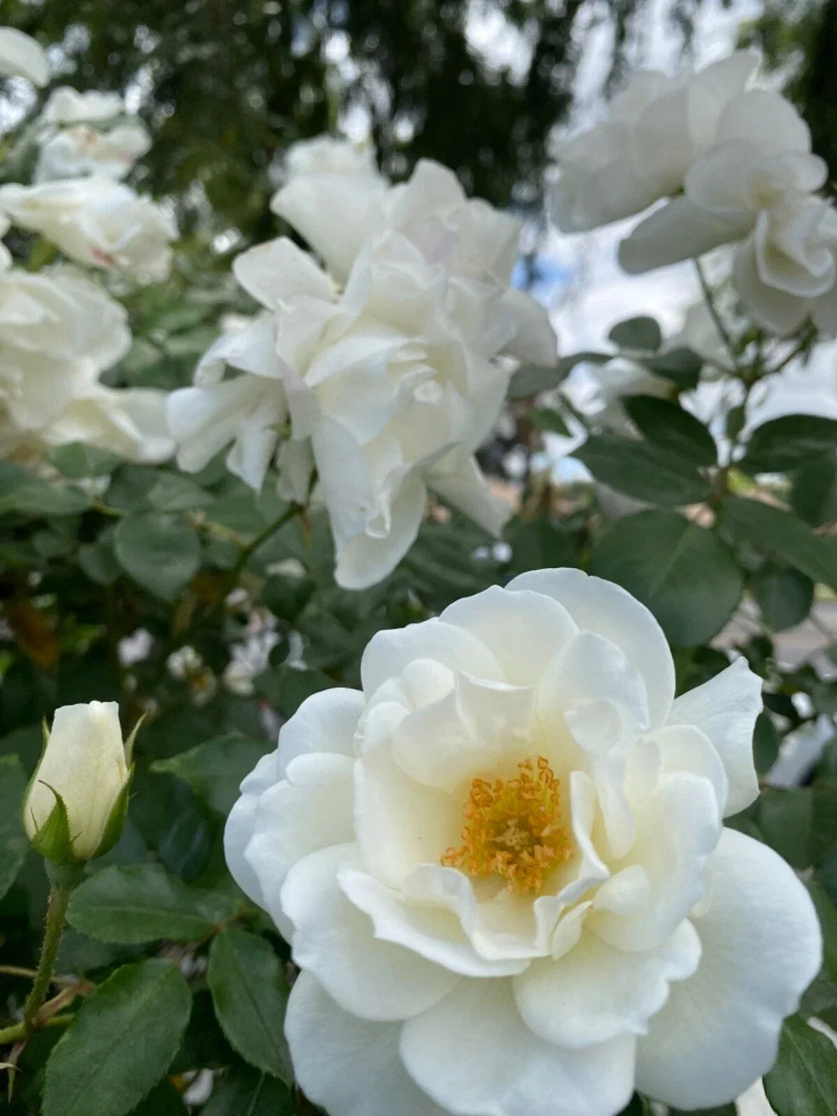 White Rose Cuttings 3 Stem Pack for Rooting, Rosa alba - Elegant White Blooms for Easy Propagation and Grafting