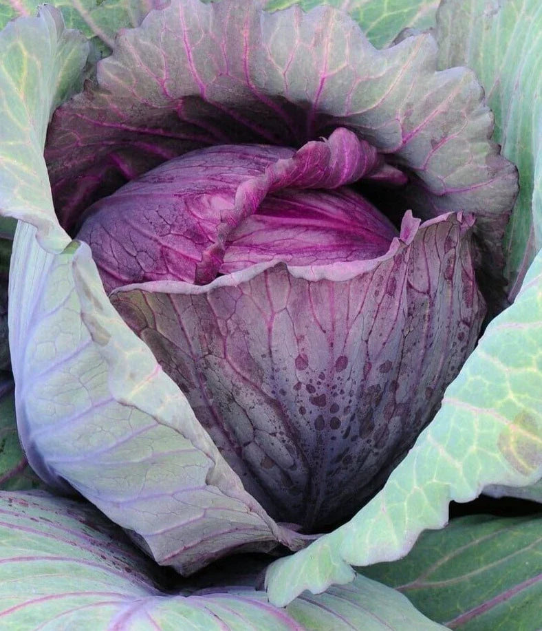 Red Acre Cabbage Seeds - 2g Premium Non-GMO - Brassica oleracea - 400 High-Quality Seeds for Home Gardens
