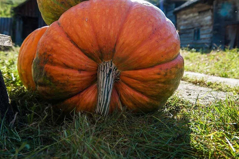 Big Moon Pumpkin Seeds - 25+ Heirloom Seeds for Garden Planting - Cucurbita maxima - Non-GMO - USA