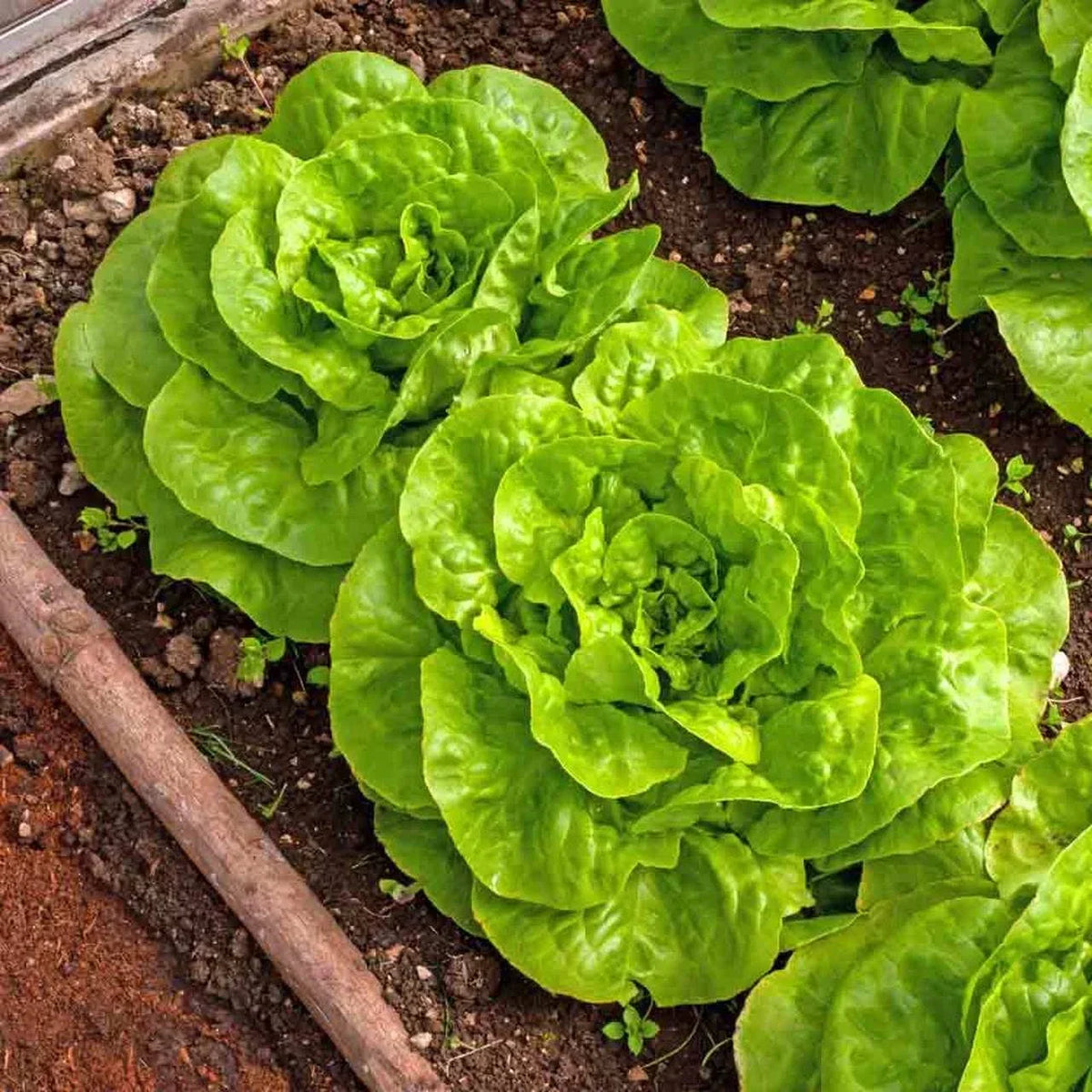 Buttercrunch Butterhead Lettuce Seeds - Heirloom - Lactuca sativa - Non-GMO - 100 Seeds Pack for 2025 Planting - USA Garden