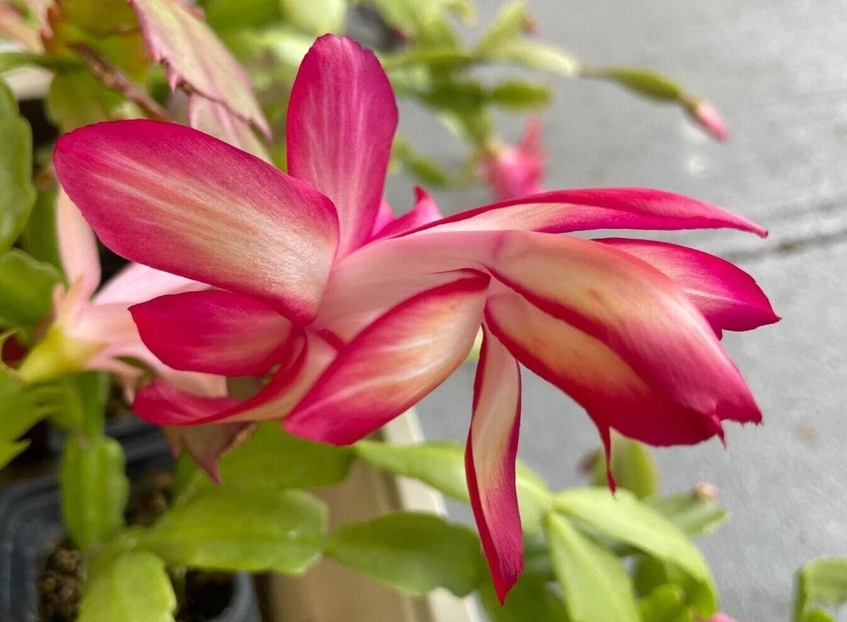 Christmas Cactus Cuttings - 2 Unrooted Segments - Schlumbergera RED FLAME - Festive Red Flowers for Indoor Gardening