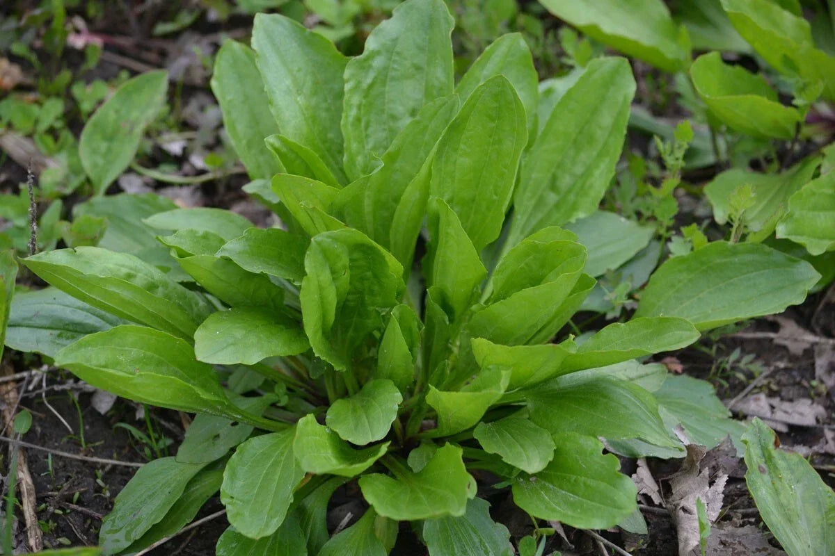 Plantain Herb Seeds 250+ Count, Medicinal Perennial, Heat Tolerant, Plantago Major, Non-GMO, USA
