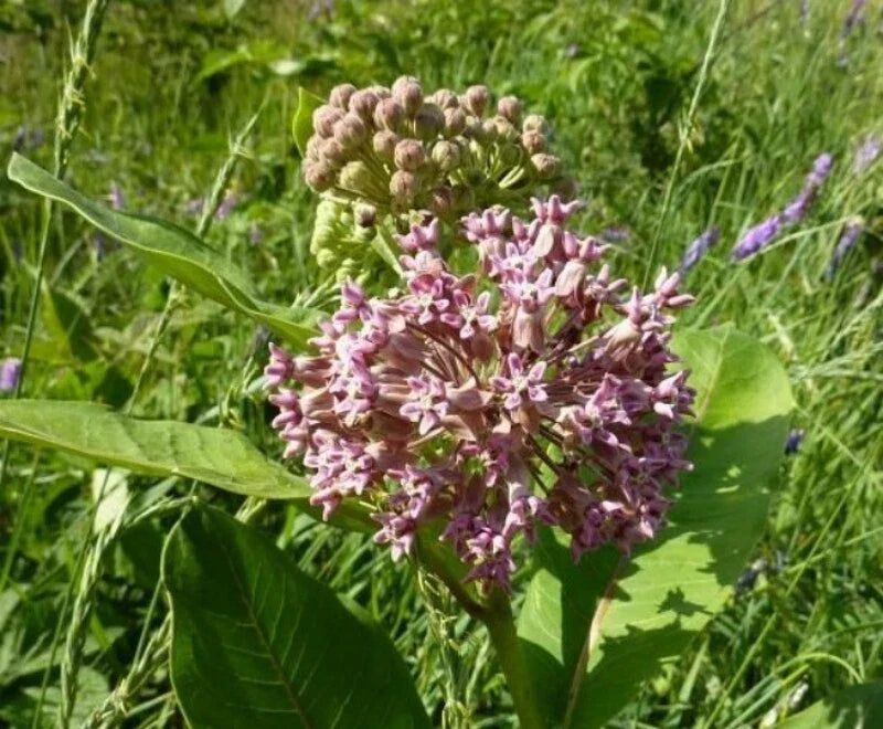 Common Milkweed Seeds 1 OZ, Asclepias syriaca, Native Wildflower for Monarchs, Pollinator Garden, 4000 Seeds