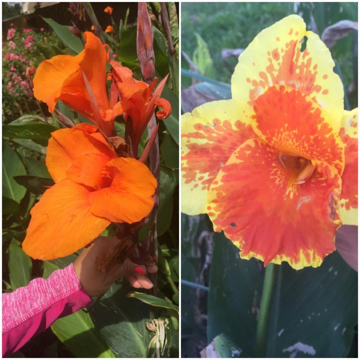 Canna Lily Bulbs 4 Pack Mixed Colors - Red, Orange, Yellow, Pink - Canna indica - Tropical Garden Plants
